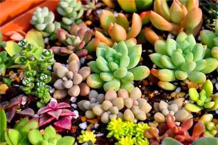 成都婚宴網(wǎng) 成都婚宴網(wǎng)