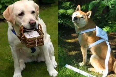 婚禮送戒指創(chuàng)意 婚禮送戒指創(chuàng)意